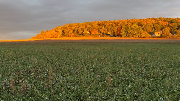 Gold, Hügel, Wald, Natur, Licht, Feld