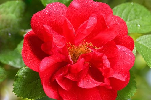 Rose, Červená, Kvetina, Krása, Kus