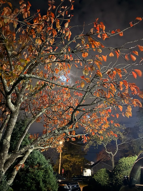 Free Autumn Leaves photo and picture