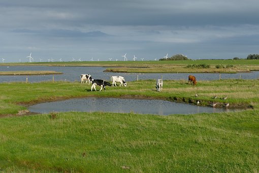 Free Cows Nature photo and picture