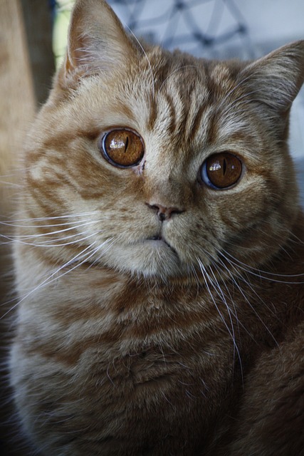 Free Cat Bkh photo and picture