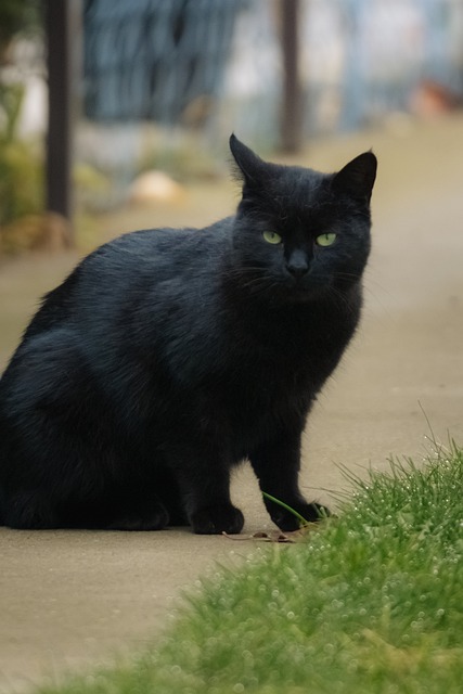 Free Cat Black photo and picture