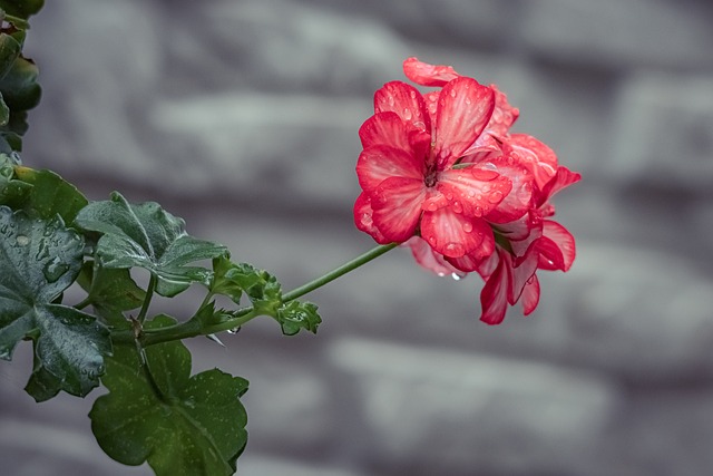 Free Nature Flower photo and picture