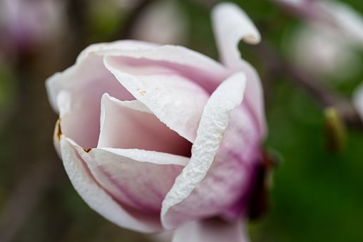 Magnolia, Natur, Blomstring, Forår