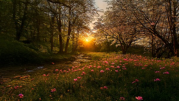 Free Sunset Forest illustration and picture