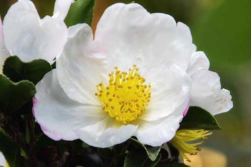 Flor, Natureza, Fechar-Se, Plantar