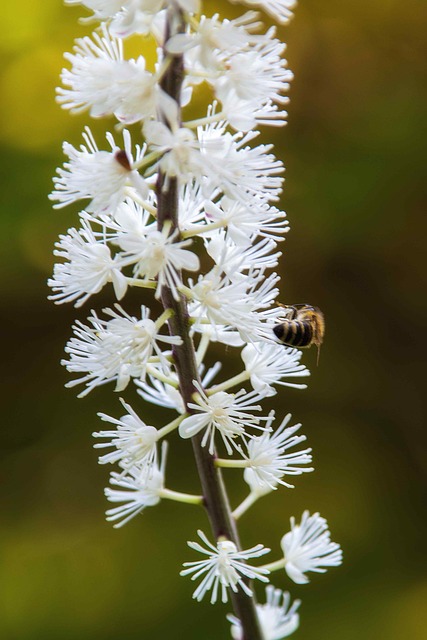 Abelha, Inseto, Natureza, Polinização