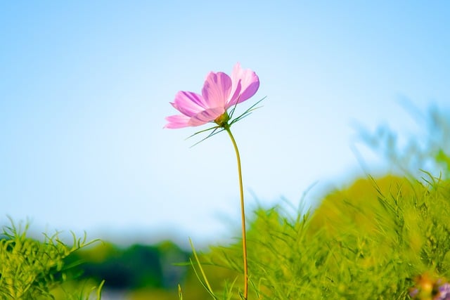 Herbst, August, Pflanze, Blume, Flora