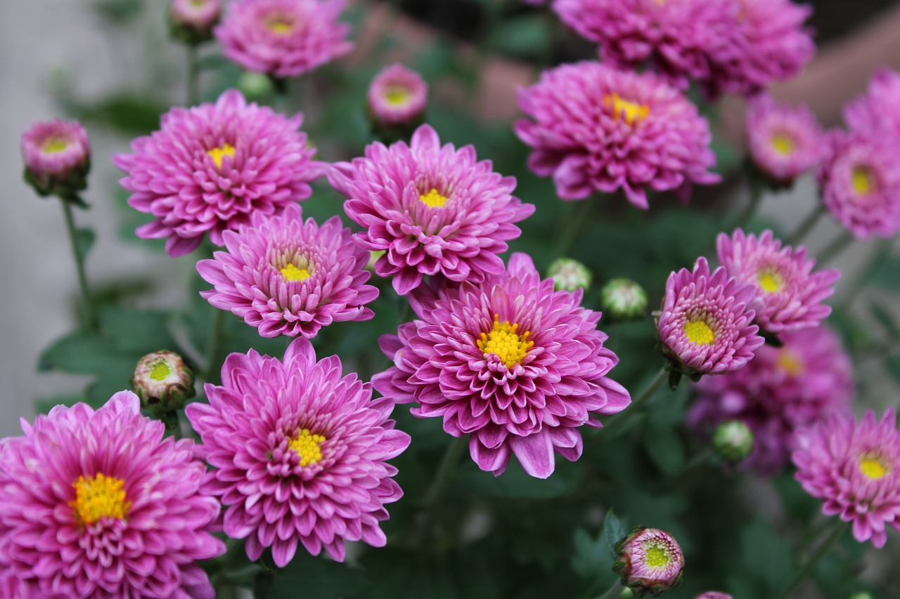 Nature Bloom Plantes - Image gratuite sur Pixabay