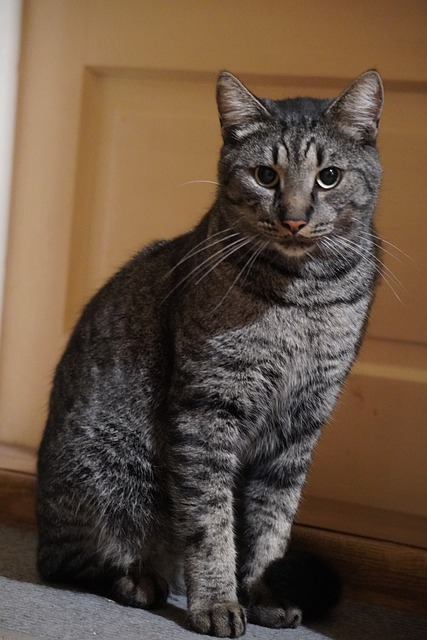 Portræt, Kat, Dyr, Huskat, Kitten, Sød