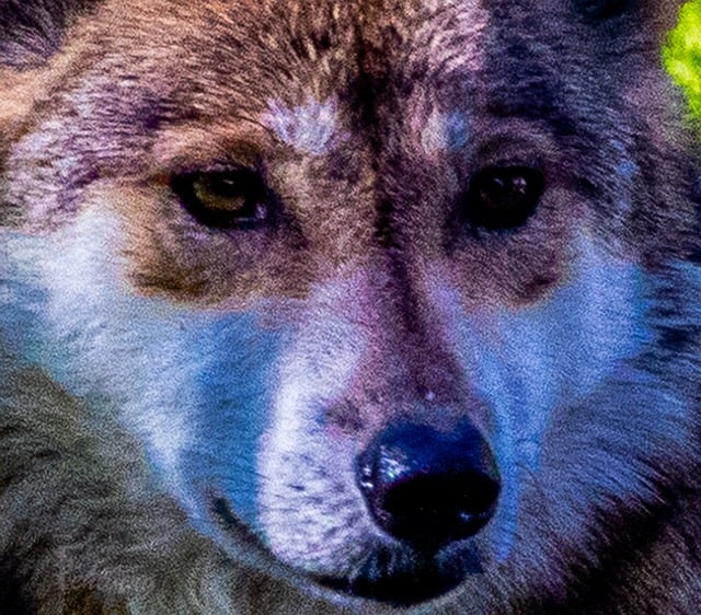 Free Wolf Nature photo and picture