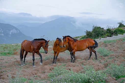 Animal, Caballo, Naturaleza
