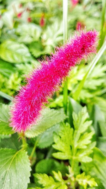 Hahnenschwanz, Schmetterling, Blume