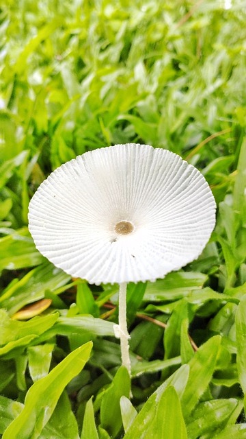 Weißer Pilz, Pilz, Natur, Pilze, Herbst