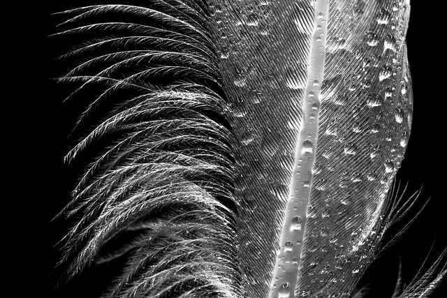 Free Macro Feather photo and picture