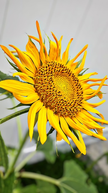 Free Flower Bloom photo and picture