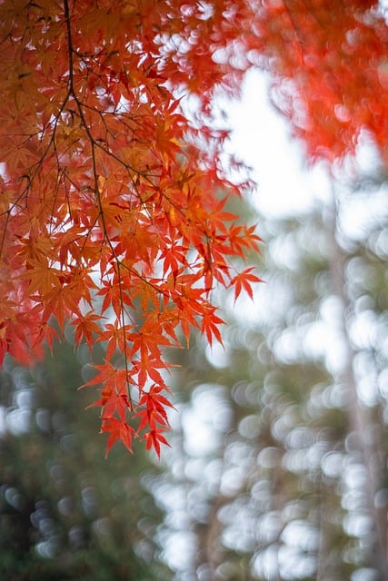 Free Japan Autumn photo and picture
