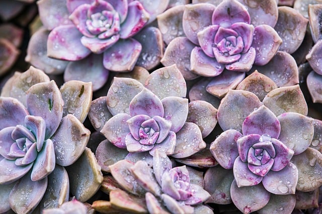 succulents, water droplets, nature, macro, freshness, bokeh effects, purple, green, pink, shine, details, flora, decorative, ornament, leaves, morning dew, beauty, leaf, dew absorption, living nature