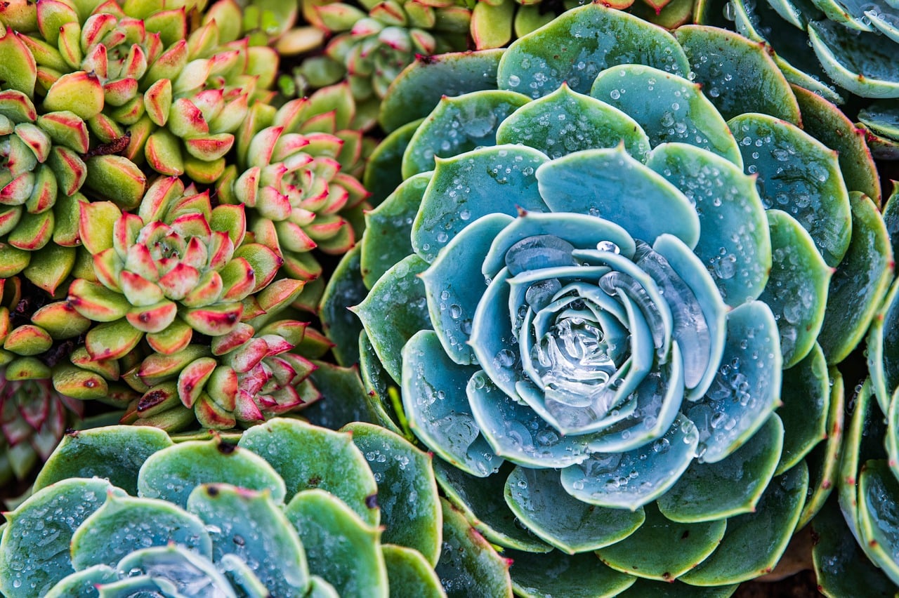 10,000+ Free Rosette Succulent & Succulent Images - Pixabay