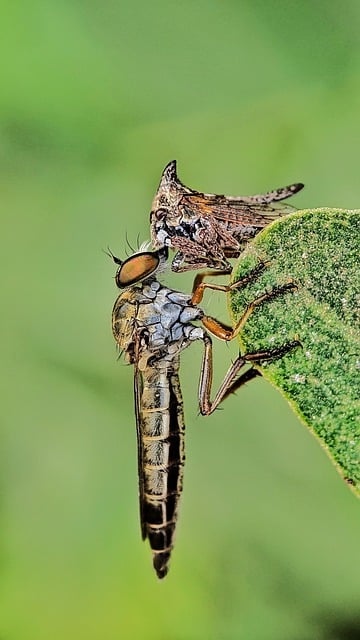 Free Macro Nature photo and picture