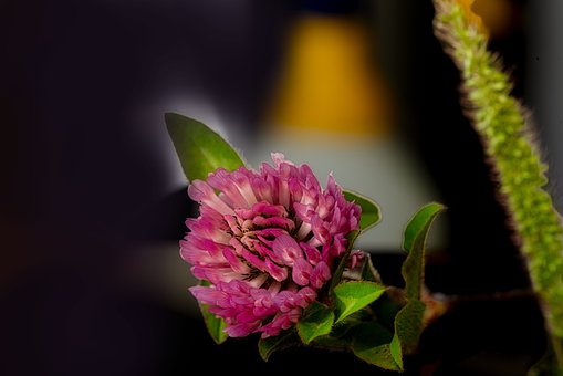 Free Red Cover Nature photo and picture
