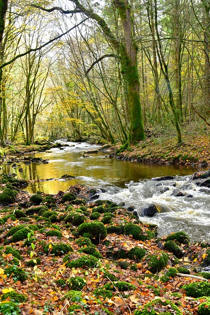 Flod, Efterår, Træ, Løv, Natur, Mos