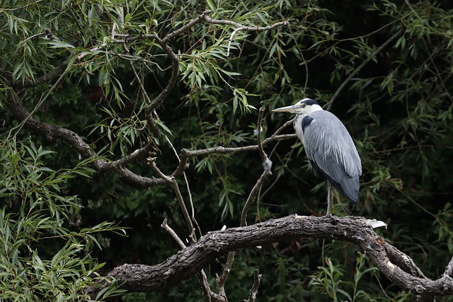 Free Bird Nature photo and picture