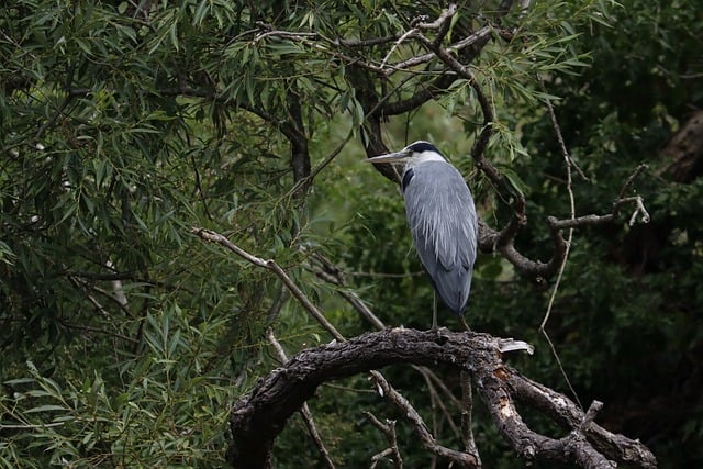 Free Bird Nature photo and picture