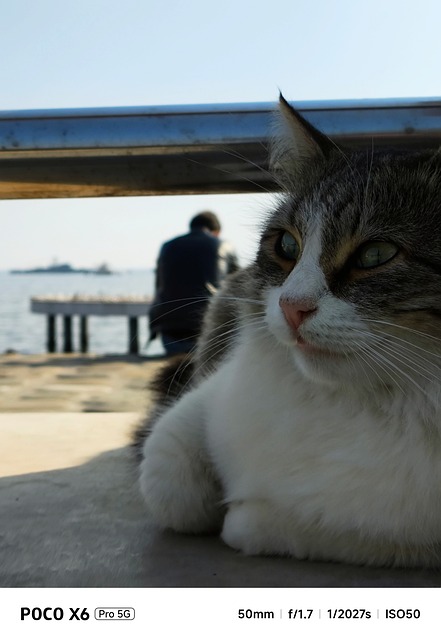 Free Cat Animal photo and picture