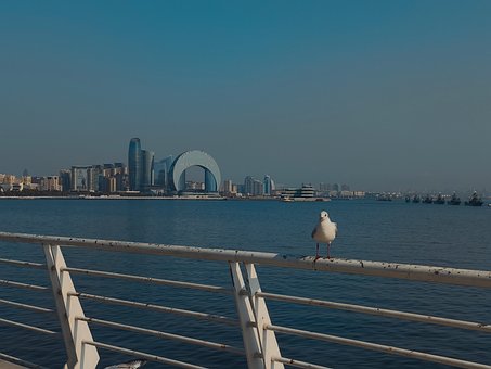 Free Nature Seagull photo and picture