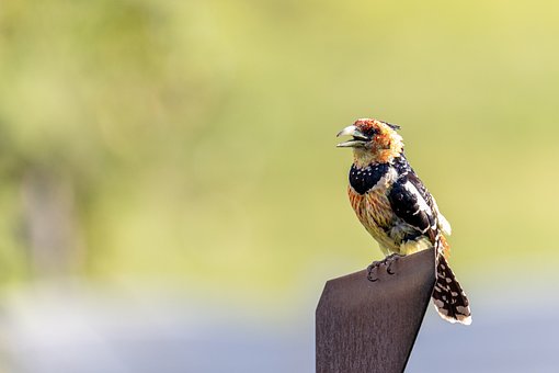 Barbudo-De-Poupa, Pássaro, Natureza