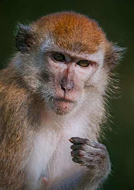 Macaco, Mono, Macaco Cangrejero, Primate