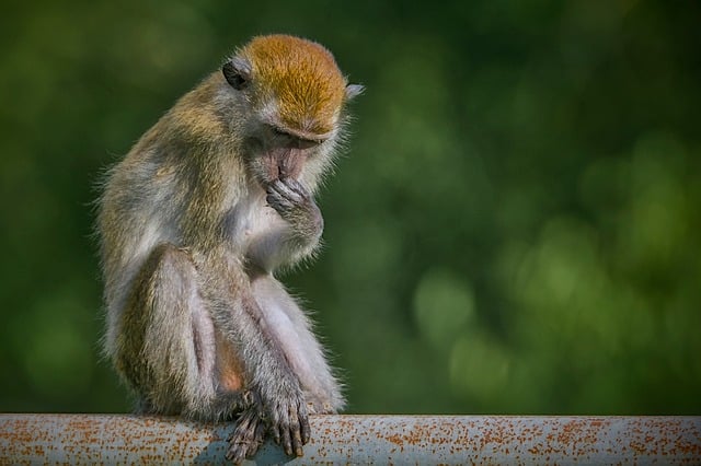 Macaco, Mono, Macaco Cangrejero, Primate