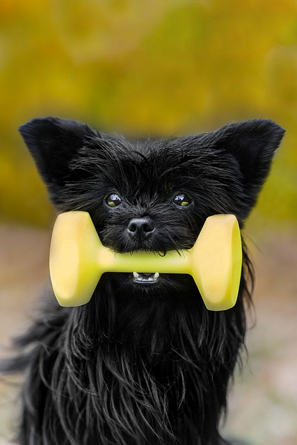 Svart, Hunden, Yorkshire Terrier, Hjelp