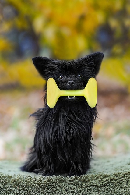 Svart, Hunden, Yorkshire Terrier, Hjelp