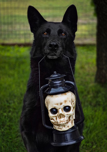 Hunden, Svart, Tysk Hyrde, Skallen, Lykt