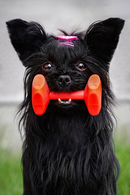 Hunden, Svart, Yorkshire Terrier, Hjelp