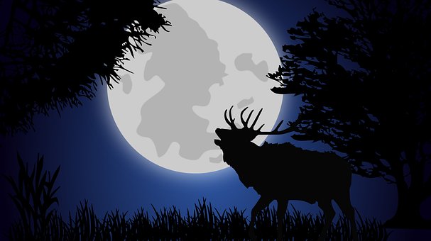 Landskap, Månen, Natt, Skog, Natur