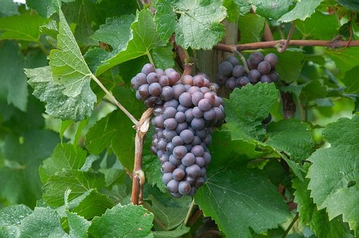 Free Bunch Of Grapes Vineyard photo and picture