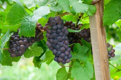 Free Grapes Vineyard photo and picture