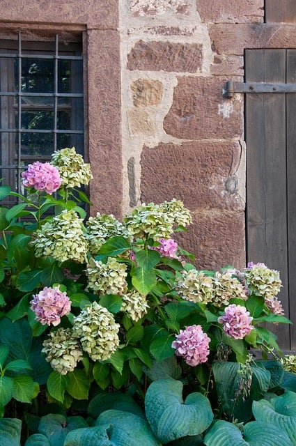 Free Hydrangea Nature photo and picture