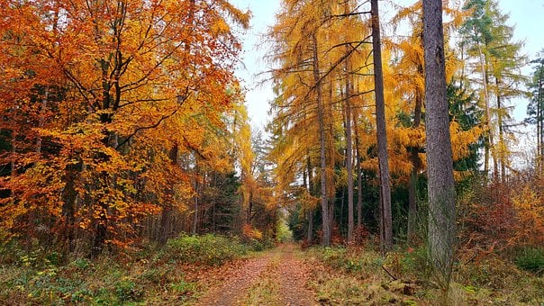 Bosque, Naturaleza, Otoño, Árbol, Amor