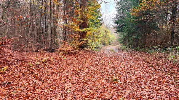 Bosque, Naturaleza, Otoño, Amor, Frío