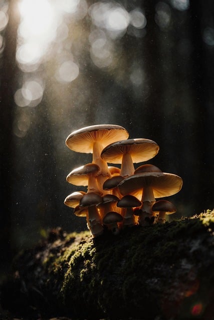 Pilz, Pilze, Natur, Wald, Licht, Magie