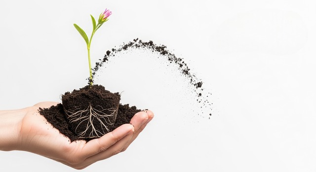 Free hand plant seedling illustration