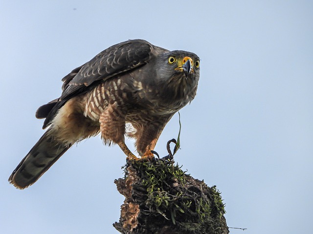 Rapacious Hawk Dam - Free photo on Pixabay