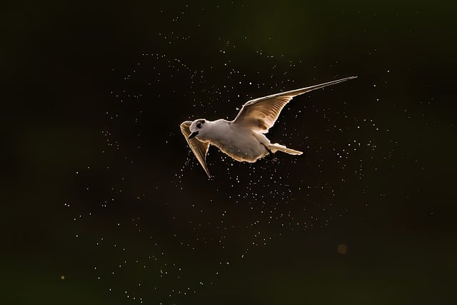 Free Bird Nature photo and picture