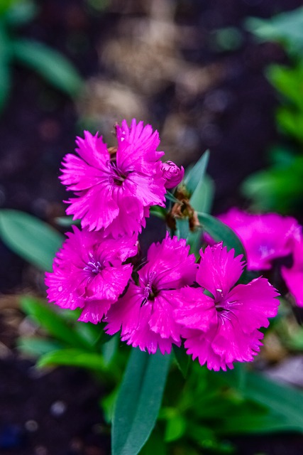 Bloom Bunga-Bunga Alam - Foto gratis di Pixabay