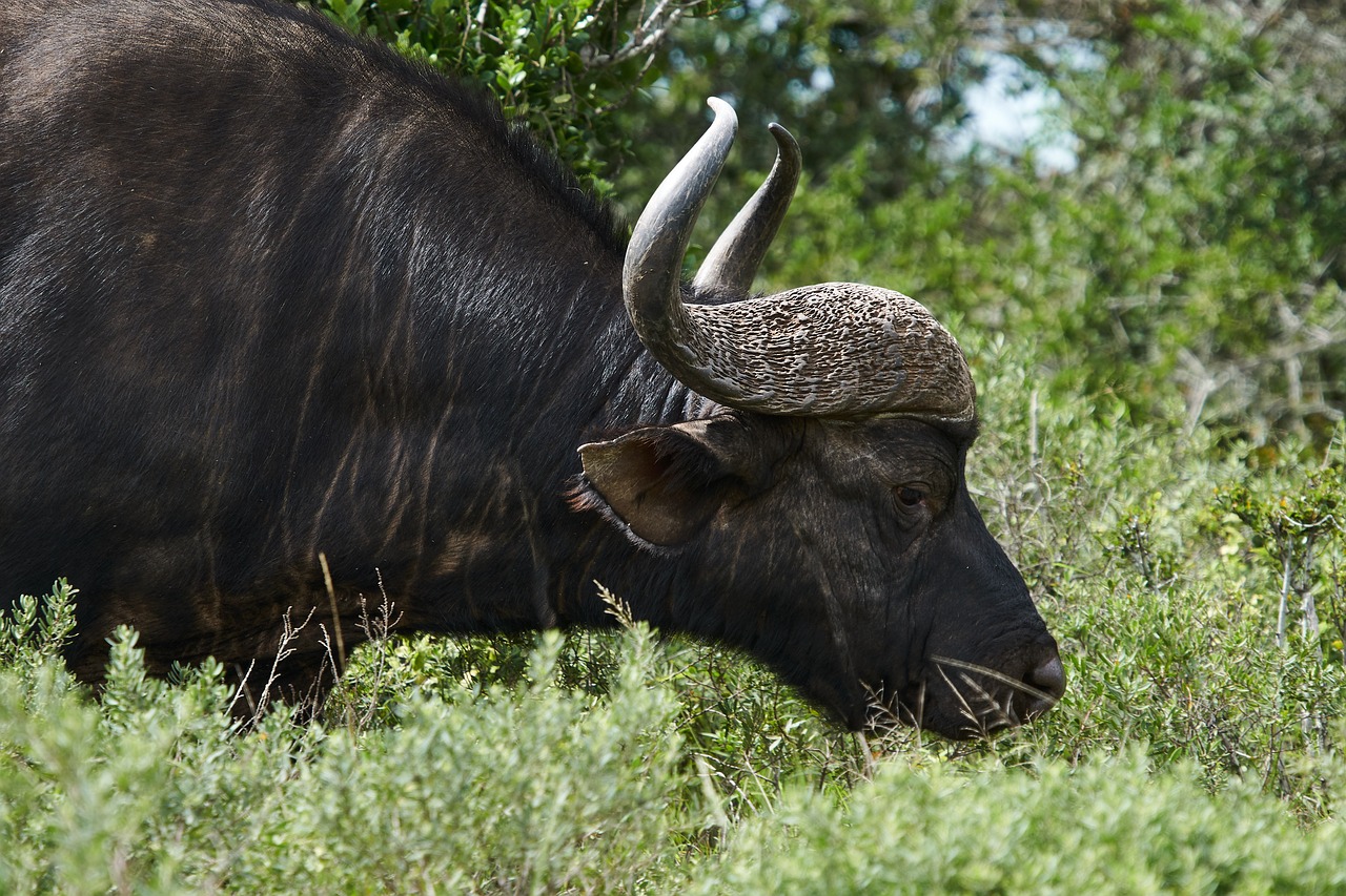 Buffalo - free online jigsaw puzzle photo