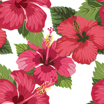 Blomst, Natur, Plante, Grøn, Hibiscus